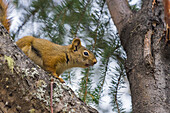 Amerikanisches Rotes Eichhörnchen (Tamiasciurus hudsonicus) auf Baum, Tolsona, Alaska, Vereinigte Staaten von Amerika, Nordamerika