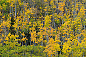 Yellow birch trees in autumn, near Chickaloon, Alaska, United States of America, North America