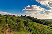 Hills and vineyards around the town of Gattinara, Vercelli district, Piedmont, Italy, Europe