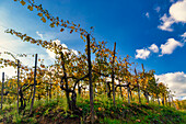 Vineyards around the town of Gattinara, Vercelli district, Piedmont, Italy, Europe