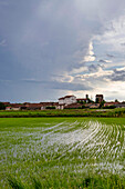 Felder und Reisfelder an einem Sommertag, unter einem stürmischen Himmel, Novara, Poebene, Piemont, Italien, Europa