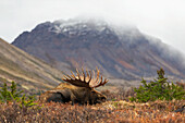 Resting moose, Chugach State Park, Anchorage, Alaska, United States of America, North America