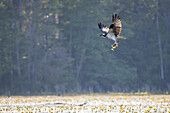 Osprey with Fish, United States of America, North America