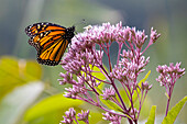Monarch Butterfly on Joe-Pye weed flower, Massachusetts, New England, United States of America, North America