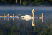 Mute Swan Family, United States of America, North America