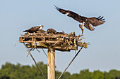 Osprey delivers fish to the nest, United States of America, North America