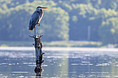 Blaureiher am Teich, Massachusetts, Neuengland, Vereinigte Staaten von Amerika, Nordamerika