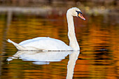 Mute Swan in Autumn, Massachusetts, New England, United States of America, North America