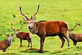 Hirsch bei Loch Ness, Highlands, Schottland, Vereinigtes Königreich, Europa