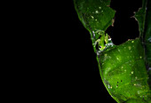 Spiny glass frog on green leaf in rainforest of Costa Rica, Central America