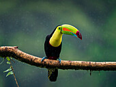 Tukan im Regenwald, fantastischer Vogel bei starkem Regen, Costa Rica, Mittelamerika
