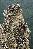 Basstölpel auf den Kreideklippen, Bempton Cliffs RSPB Nature Reserve, Bridlington, Yorkshire, England, Vereinigtes Königreich, Europa