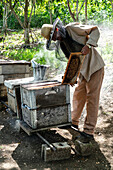 Honey producer inspecting his output at hives, Condado, near Trinidad, Cuba, West Indies, Caribbean, Central America