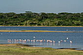 Große Flamingos (Phoenicopterus roseus) beim Fressen am Ndutu-See, Ndutu-Schutzgebiet, Serengeti, Tansania, Ostafrika, Afrika