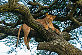 Lion (Panthera leo) in a tree, Ndutu Conservation Area, Serengeti, Tanzania, East Africa, Africa