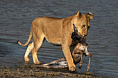 Eine Löwin (Panthera leo) bringt ein frisch erlegtes Impala-Kalb zum Seeufer, Serengeti, Tansania, Ostafrika, Afrika