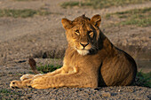 Löwe (Panthera leo), Ndutu-Schutzgebiet, Serengeti, Tansania, Ostafrika, Afrika