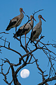 White storks (Ciconia ciconia) perching on a tree with the moon in background, Ndutu Conservation Area, Serengeti, Tanzania, East Africa, Africa