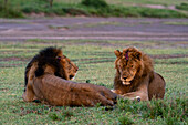 Zwei erwachsene männliche Löwen (Panthera leo), einer davon nach einem Revierkampf am Kopf verwundet, Serengeti, Tansania, Ostafrika, Afrika
