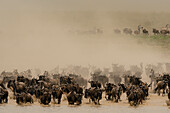 Streifengnu (Connochaetes taurinus) und Zebras (Equus quagga) laufen in einer Staubwolke, Serengeti, Tansania, Ostafrika, Afrika