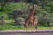 Two Masai giraffes (Giraffa camelopardalis tippelskirchi), Ndutu Conservation Area, Serengeti, Tanzania, East Africa, Africa