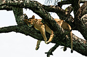 Lion (Panthera leo) up a tree, Ndutu Conservation Area, Serengeti, Tanzania, East Africa, Africa