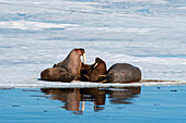 Auf dem Eis ruhende Walrosse (Odobenus rosmarus), Brepollen, Spitzbergen, Svalbard Inseln, Arktis, Norwegen, Europa