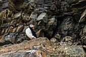 Papageientaucher (Fratercula arctica), Kongsfjorden, Spitzbergen, Svalbard-Inseln, Arktis, Norwegen, Europa