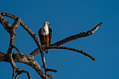 African fish eagle (Haliaeetus vocifer) perching on a tree, Chobe National Park, Botswana, Africa