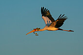 Gelbschnabelstorch (Mycteria ibis) fliegt mit Stöcken zum Nestbau, Chobe-Nationalpark, Botsuana, Afrika
