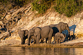 Afrikanische Elefanten (Loxodonta africana) und Kalb am Ufer des Chobe-Flusses, Chobe-Nationalpark, Botsuana, Afrika