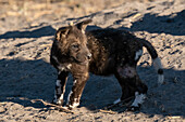 African wild dog (Lycaon pictus) pup at the den, Savuti, Chobe National Park, Botswana, Africa