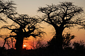 Baobab-Bäume (Adansonia sp) in der Savanne bei Sonnenuntergang, Savuti, Chobe-Nationalpark, Botsuana, Afrika