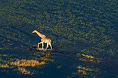 Luftaufnahme einer Giraffe (Giraffa camelopardalis) beim Spaziergang im Okavango-Delta, UNESCO-Welterbe, Botswana, Afrika