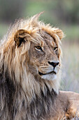 Lion (Panthera leo), Kgalagadi Transfrontier Park, Northern Cape, South Africa, Africa