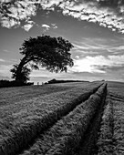Getreidefeld und windgepeitschter Baum, Devon, England, Vereinigtes Königreich, Europa
