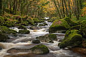 River Plym rushing over boulders in Dewerstone Wood, in autumn, Dartmoor, Devon, England, United Kingdom, Europe