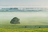 Einsamer Baum und grasende Rinder an einem nebligen Morgen, Devon, England, Vereinigtes Königreich, Europa