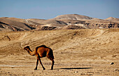 Arabian camel in the Judean Desert, Israel, Middle East