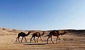 Arabian camels in the Judean Desert, Israel, Middle East