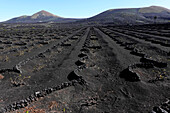 Weinberg, Lanzarote, Kanarische Inseln, Spanien, Atlantik, Europa