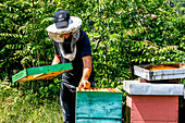 Bienenzüchter in Ubli, Montenegro, Europa