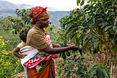 Mitglied der Abakundakawa Coffee Grower's Cooperative bei der Baumpflege in ihrer Plantage im Distrikt Gakenke, Ruanda, Afrika