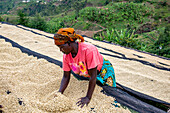 Abakundakawa Coffee Grower's Cooperative, Minazi coffee washing station, Gakenke district, Rwanda, Africa