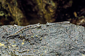 Gattung Alticus springende Amphibienfische (Rockskippers) (springende Schleimfische), Siau, Sangihe Archipel, Nordsulawesi, Indonesien, Südostasien, Asien