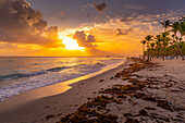 Blick auf Meer, Strand und Palmen bei Sonnenaufgang, Bavaro Beach, Punta Cana, Dominikanische Republik, Westindische Inseln, Karibik, Mittelamerika