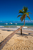 View of sea, beach and palm tree on a sunny day, Bavaro Beach, Punta Cana, Dominican Republic, West Indies, Caribbean, Central America