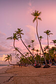 Blick auf Palmen und Meer am Bavaro Beach bei Sonnenuntergang, Punta Cana, Dominikanische Republik, Westindische Inseln, Karibik, Mittelamerika