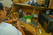 Cigar making in factory near Santo Domingo, Dominican Republic, West Indies, Caribbean, Central America