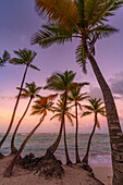 Blick auf Palmen am Bavaro Beach bei Sonnenuntergang, Punta Cana, Dominikanische Republik, Westindische Inseln, Karibik, Mittelamerika